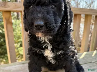 Mixed Breed dogs for sale: Sandy - Ad 1