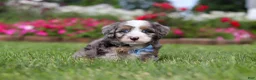 Mini Bernedoodle dogs for sale: Ollie - Ad 3