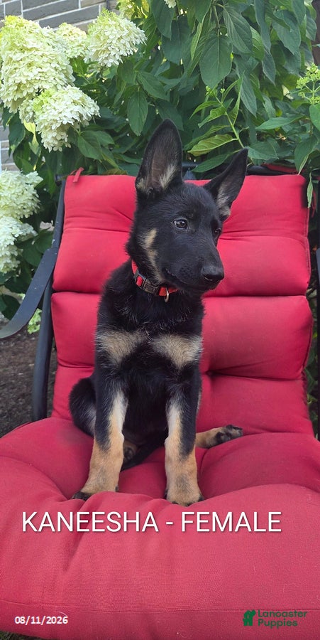 German Shepherd dogs for sale: Kaneesha - Ad 1