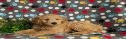 Mini Goldendoodle dogs for sale: Tucker Hypoallergenic - Ad 2