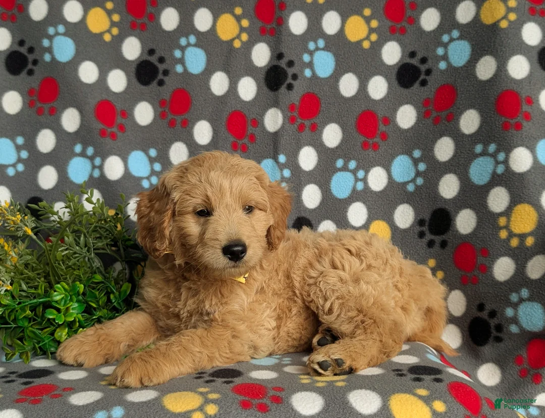 Mini Goldendoodle dogs for sale: Tucker Hypoallergenic - Ad 2