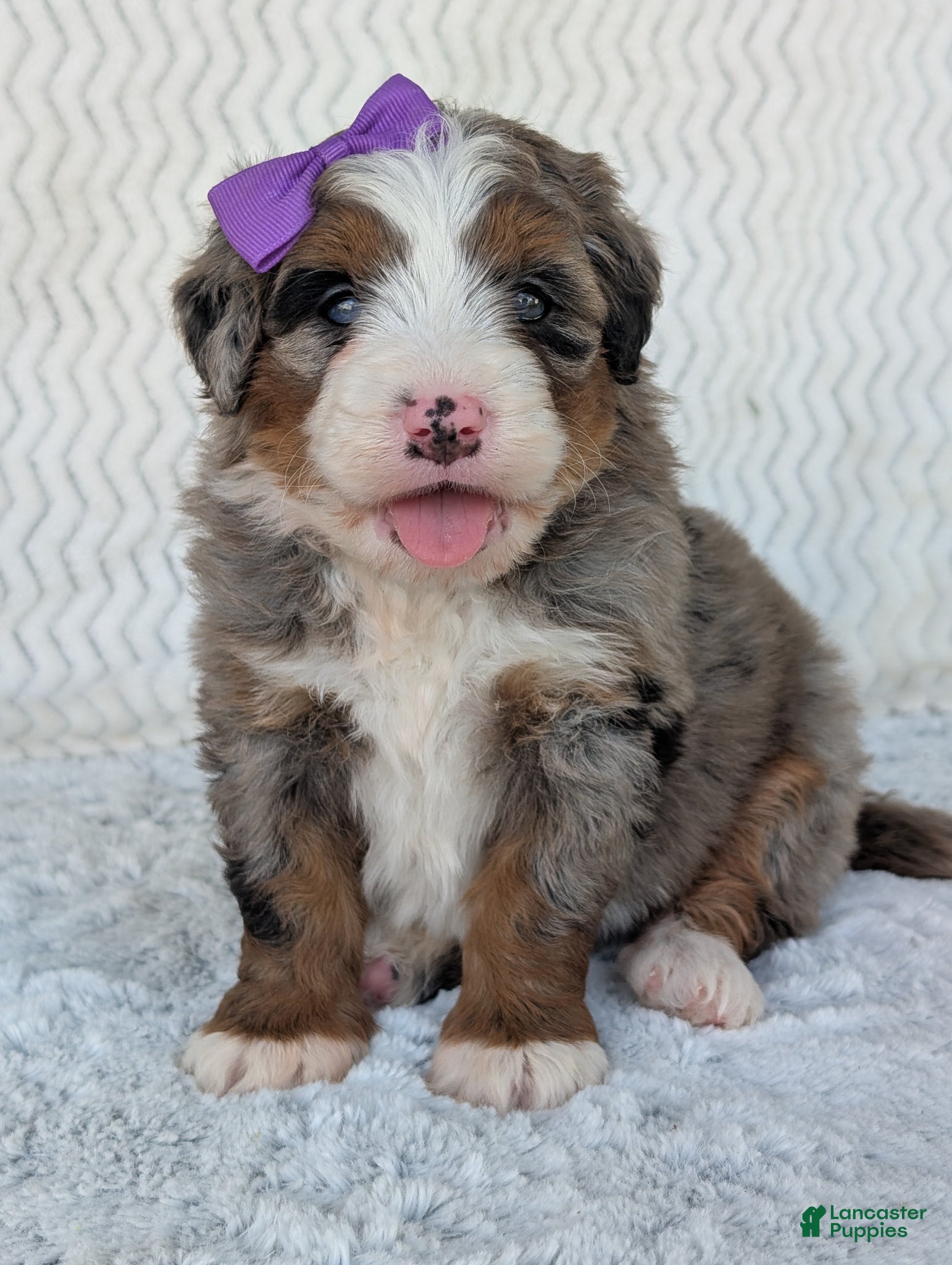 Mini Bernedoodle dogs Mini Indy  - Ad 1