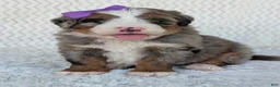 Mini Bernedoodle dogs for sale: Mini Indy  - Ad 1