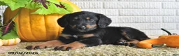 Mixed Breed dogs for sale: Theo - Ad 4