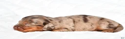 Miniature Dachshund dogs for sale: Harper - Ad 2