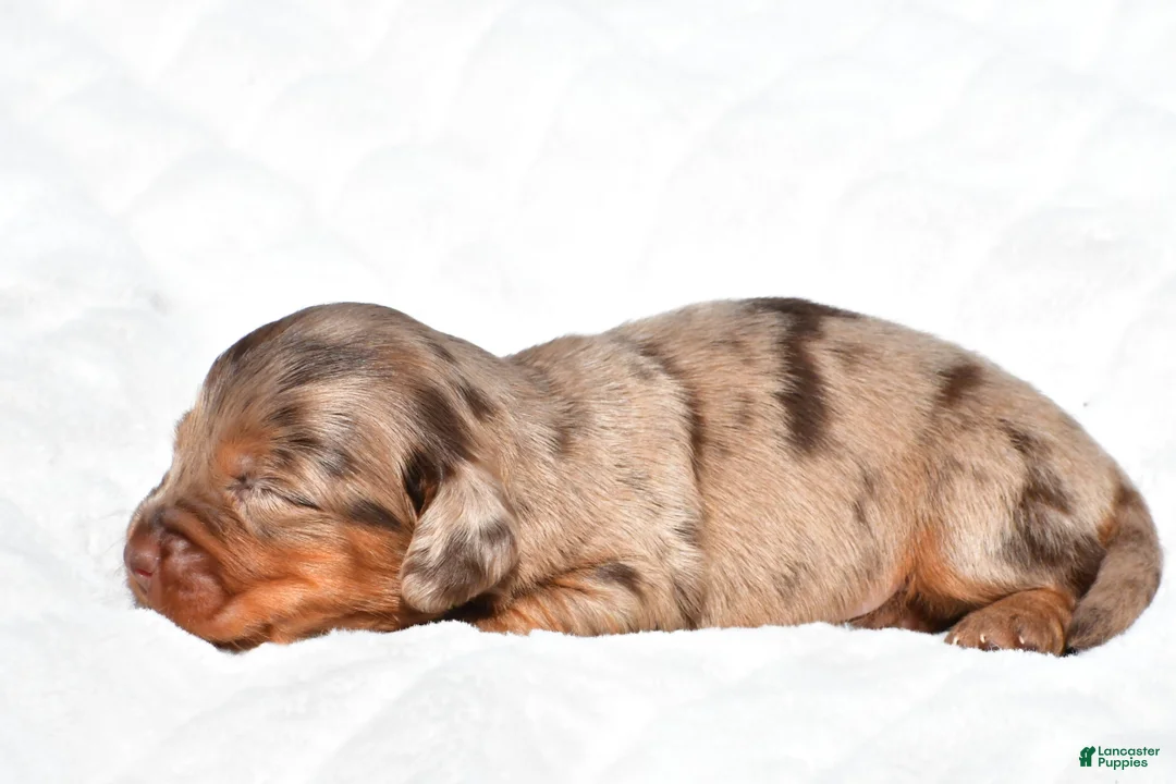 Miniature Dachshund dogs for sale: Harper - Ad 2