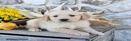 Golden Retriever dogs for sale: Bubba - Ad 3