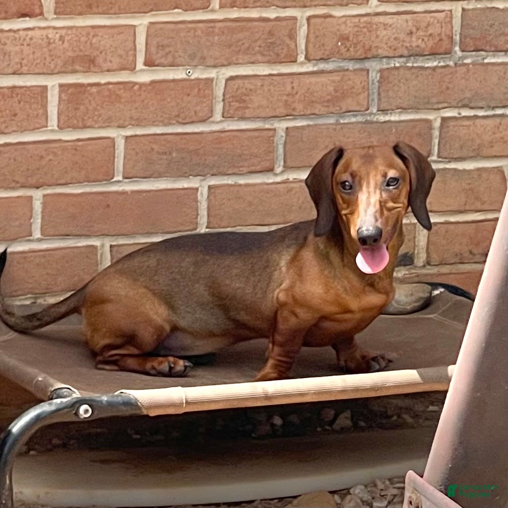Dachshund dogs Greta - Ad 37