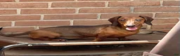 Dachshund dogs for sale: Greta - Ad 1