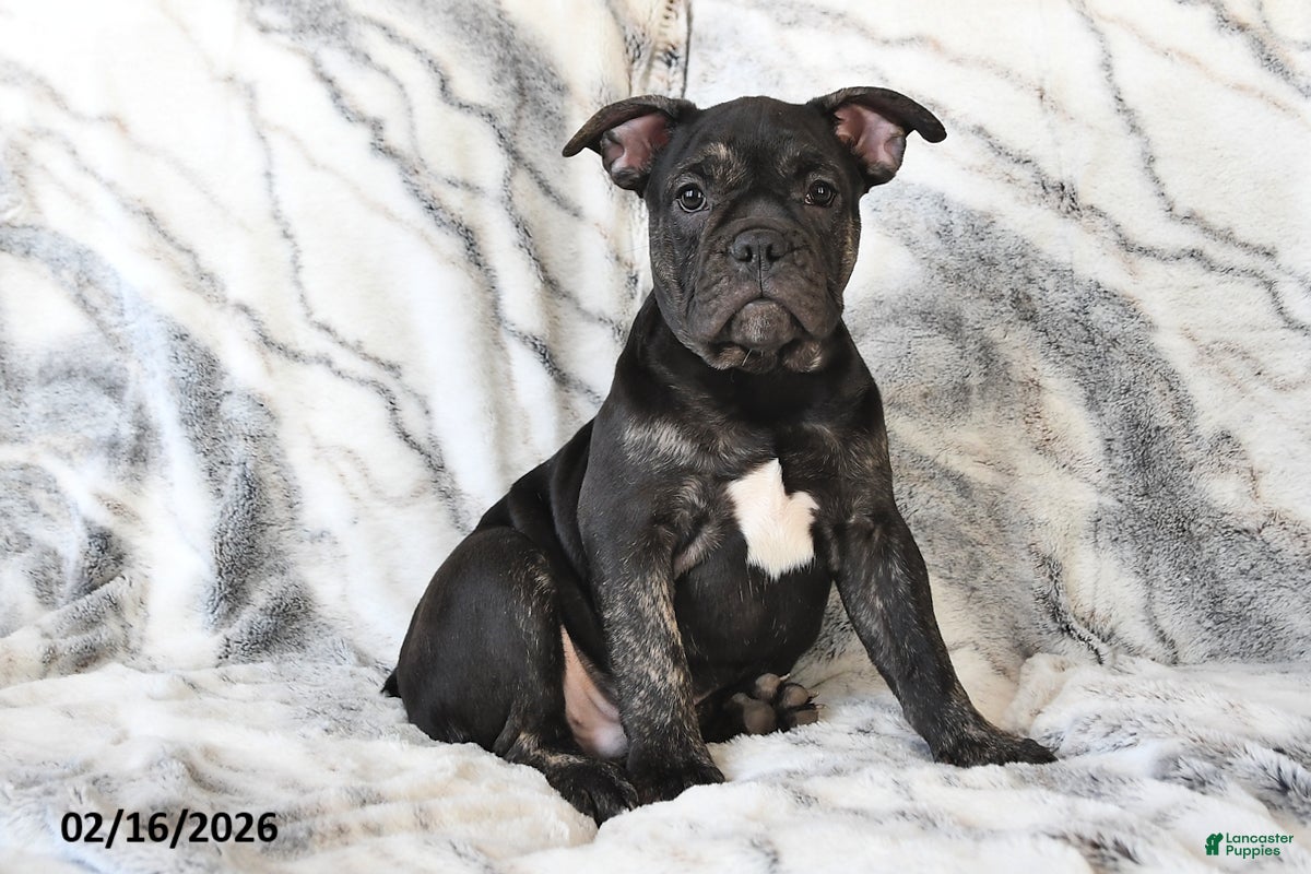 Mixed Breed dogs Nick - Ad 1