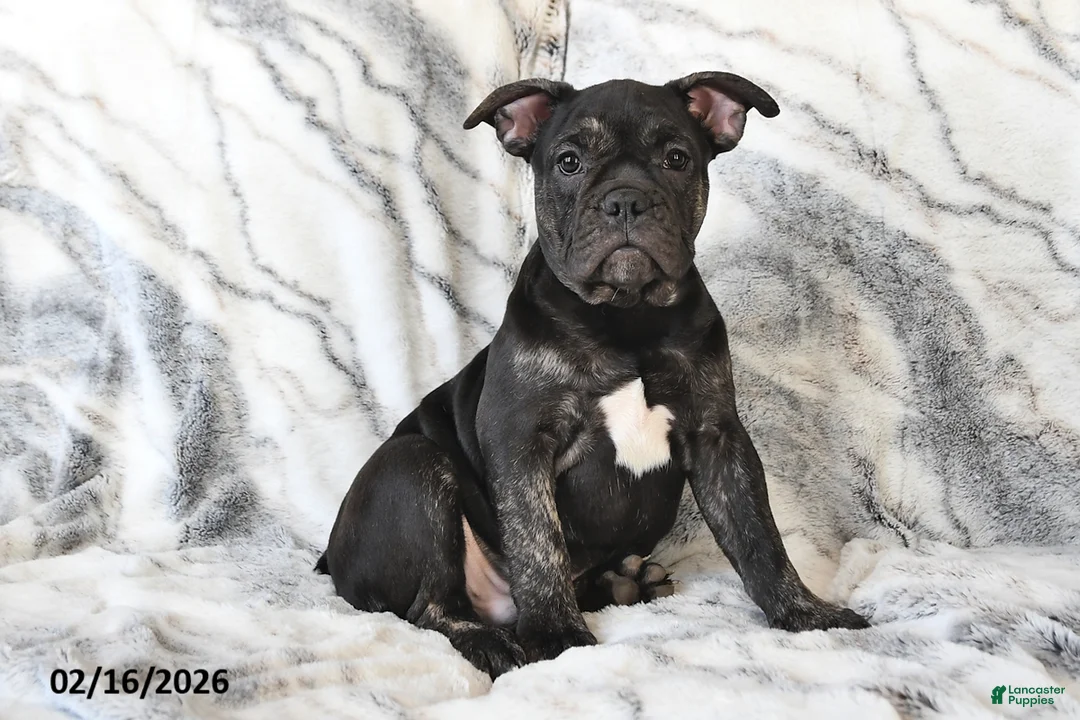 Mixed Breed dogs for sale: Nick - Ad 1