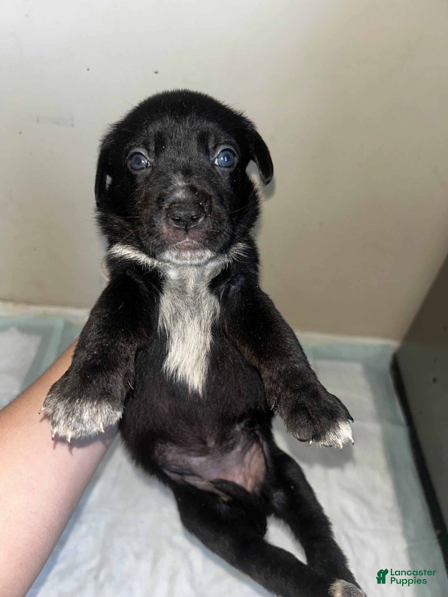 Mixed Breed dogs Mixed Breed Puppy 4 - Ad 8