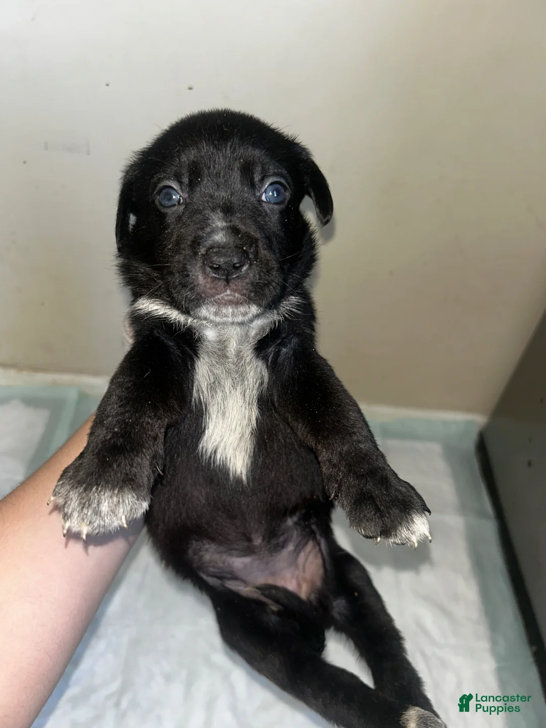 Mixed Breed dogs for sale: Mixed Breed Puppy 4 - Ad 1