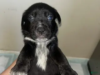 Mixed Breed dogs Mixed Breed Puppy 4 - Ad 8