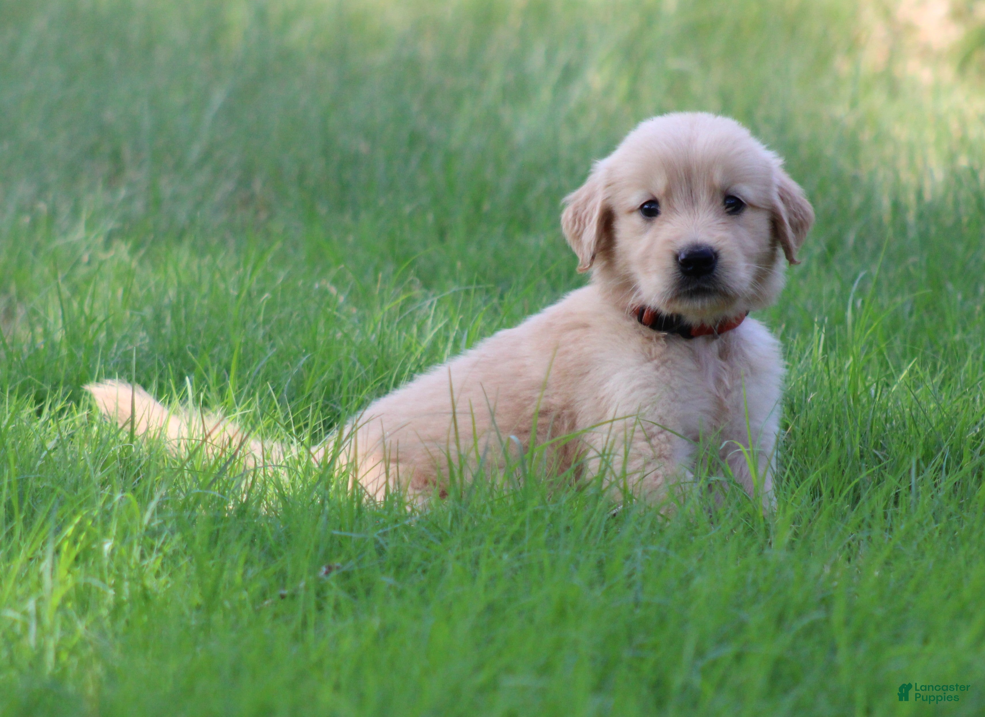 Golden Retriever dogs Jasper - Ad 1