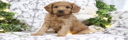 Mini Goldendoodle dogs for sale: Buster - Ad 4