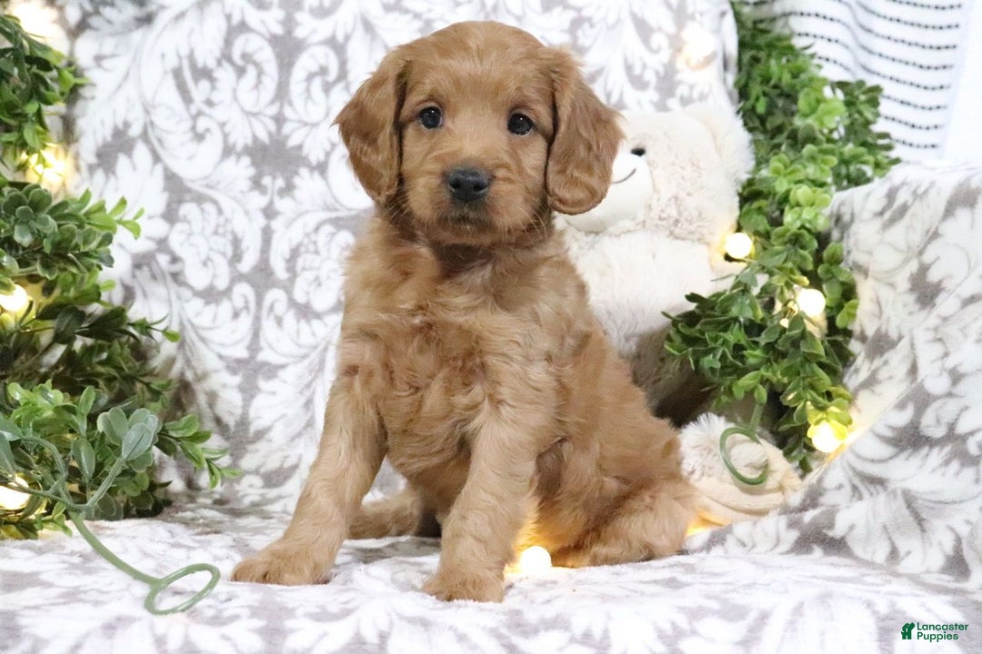 Mini Goldendoodle dogs for sale: Buster - Ad 4
