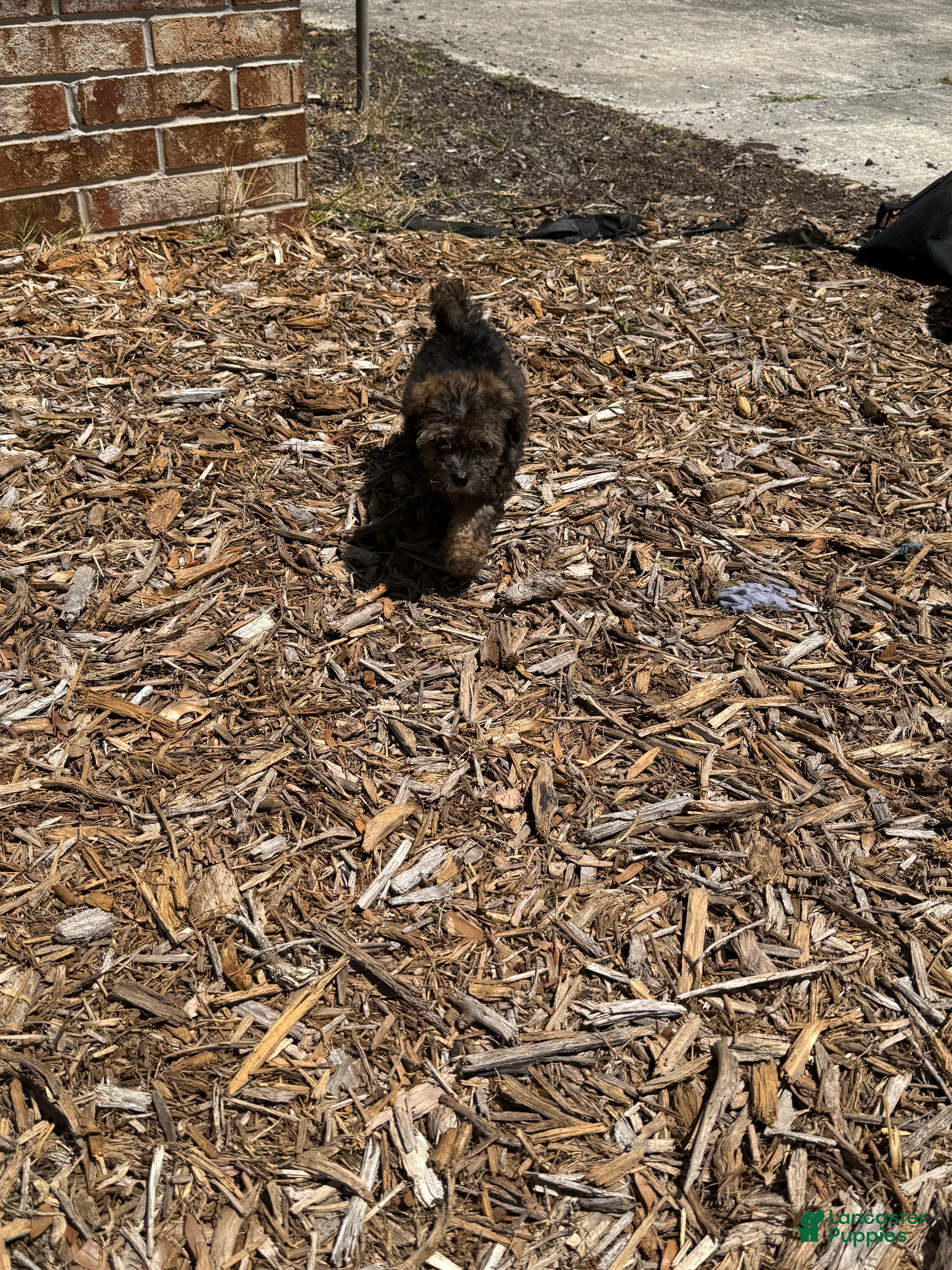 Toy Poodle dogs Toy Poodle Puppy 5 - Ad 18