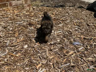 Toy Poodle dogs Toy Poodle Puppy 5 - Ad 18