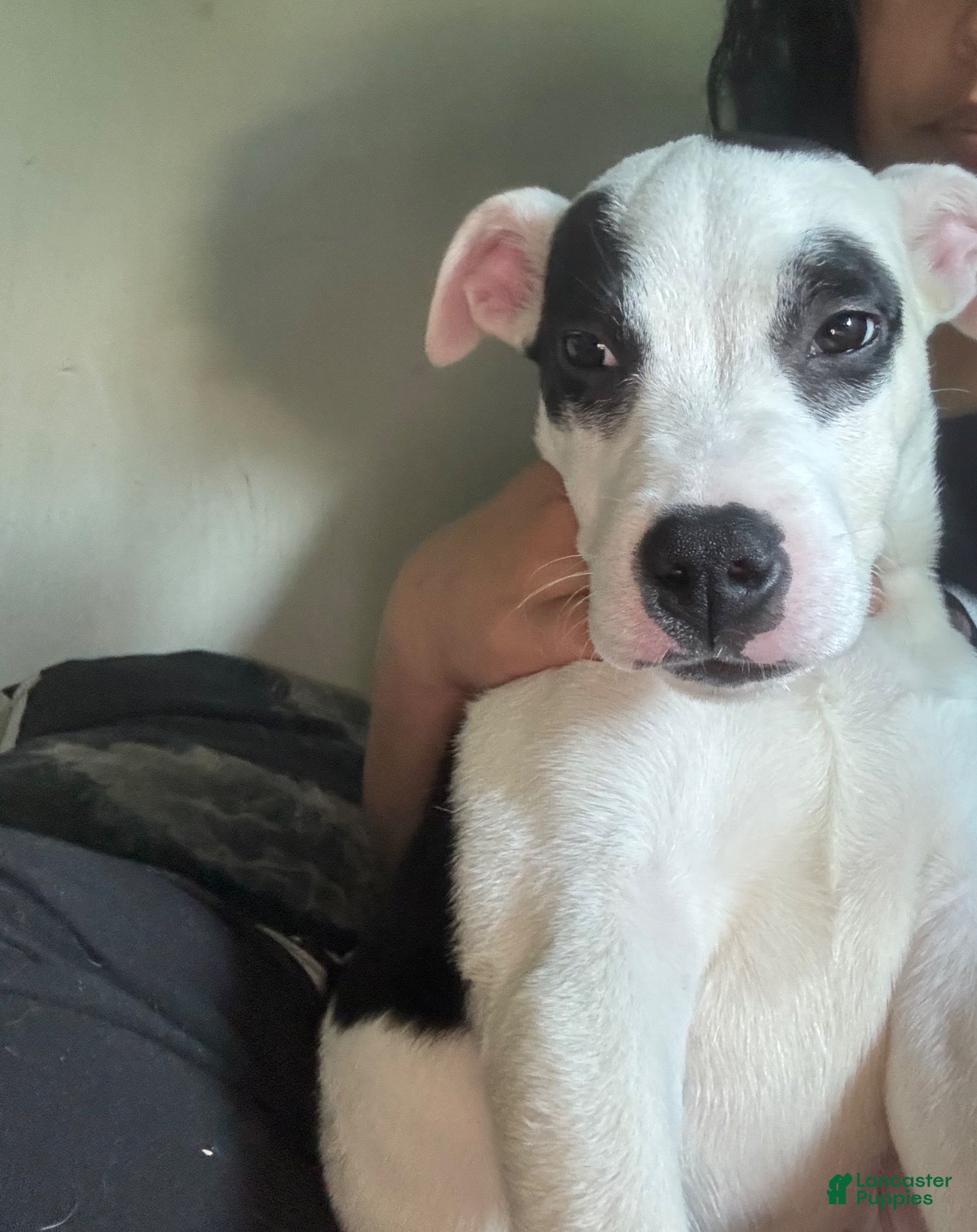 Mixed Breed dogs for sale: Mixed Breed 1 - Ad 27