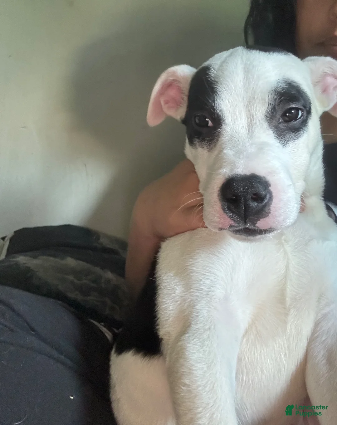 Mixed Breed dogs for sale: Mixed Breed 1 - Ad 1