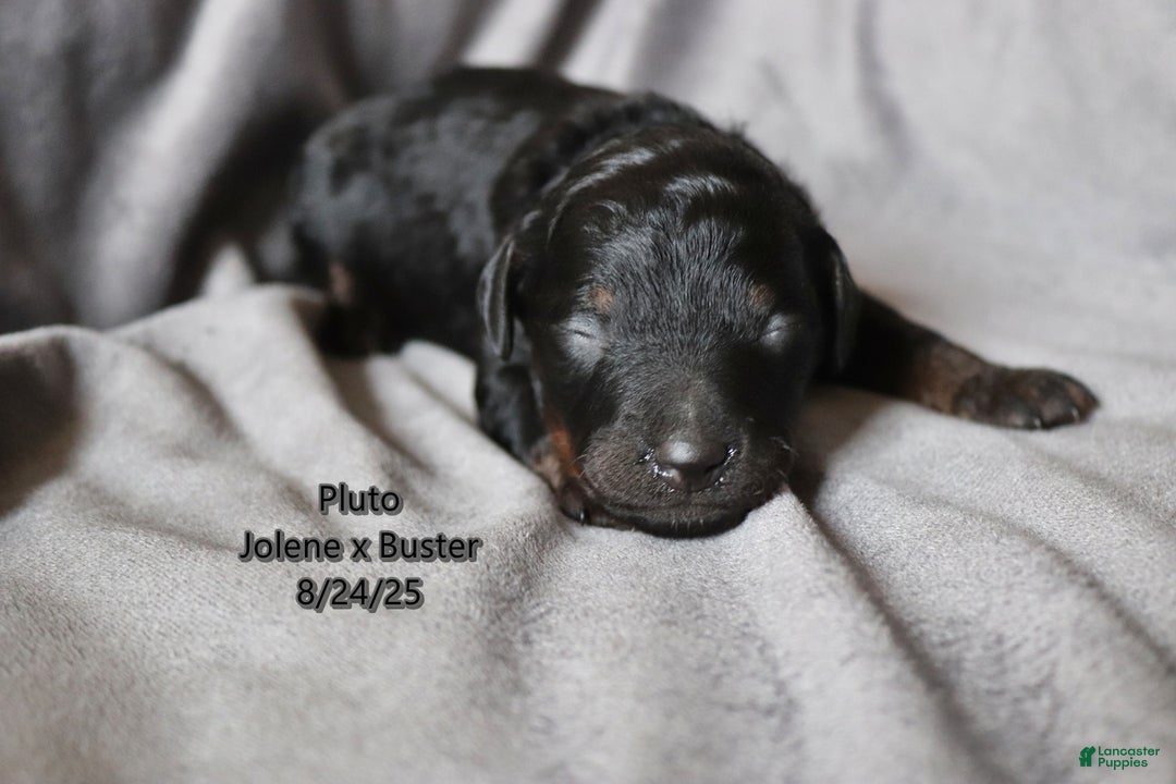 Mini Aussiedoodle dogs for sale: Pluto - Ad 3
