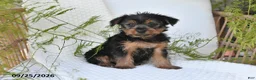 Yorkshire Terrier dogs for sale: Nicky - Ad 3