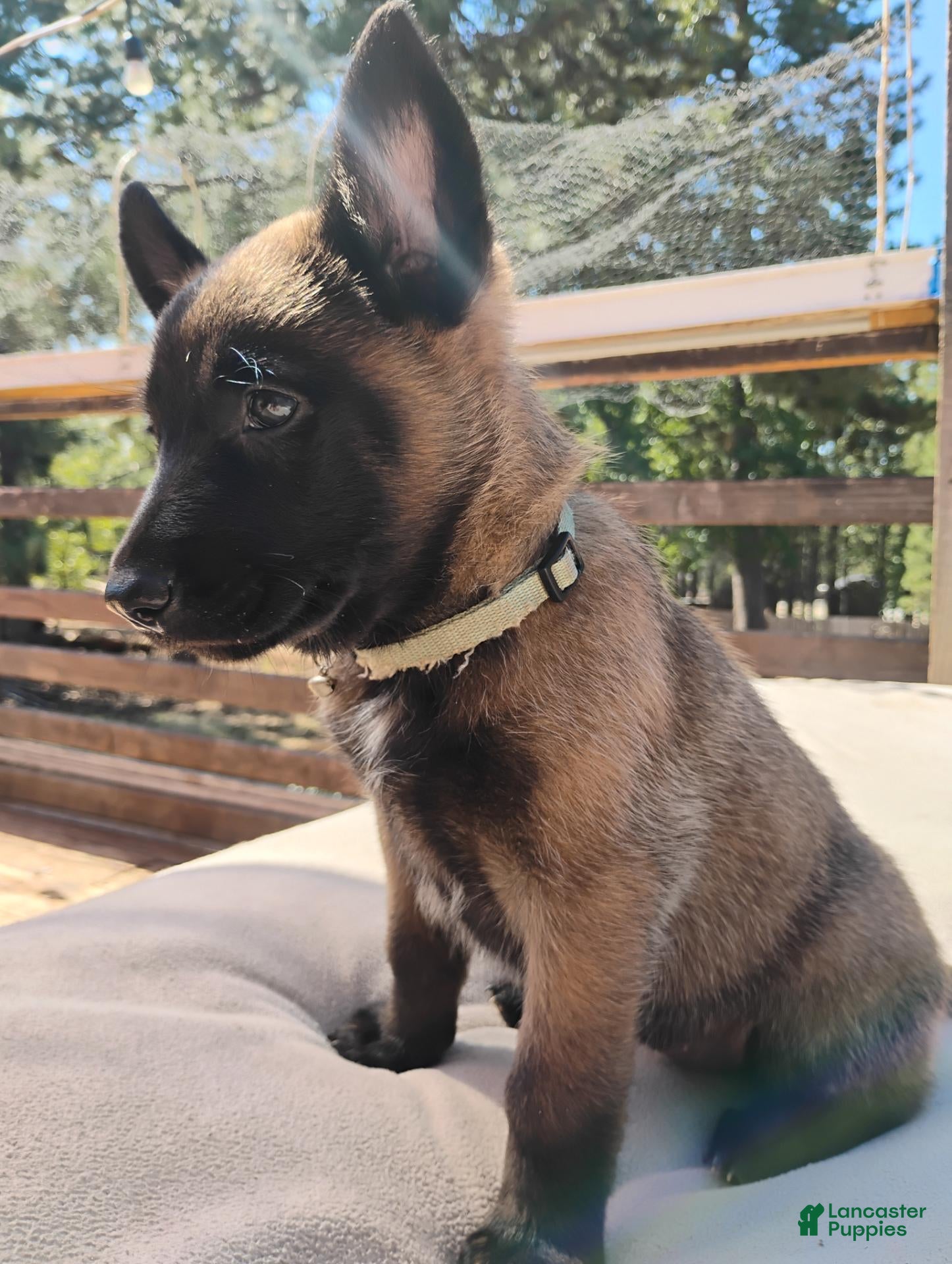 Belgian Malinois dogs Light Blue Collar - Ad 1