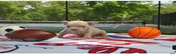 American Bully dogs for sale: American Bully 2 - Ad 19