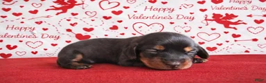 Miniature Dachshund Puppy 1