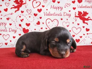 Miniature Dachshund dogs Miniature Dachshund Puppy 1 - Ad 4