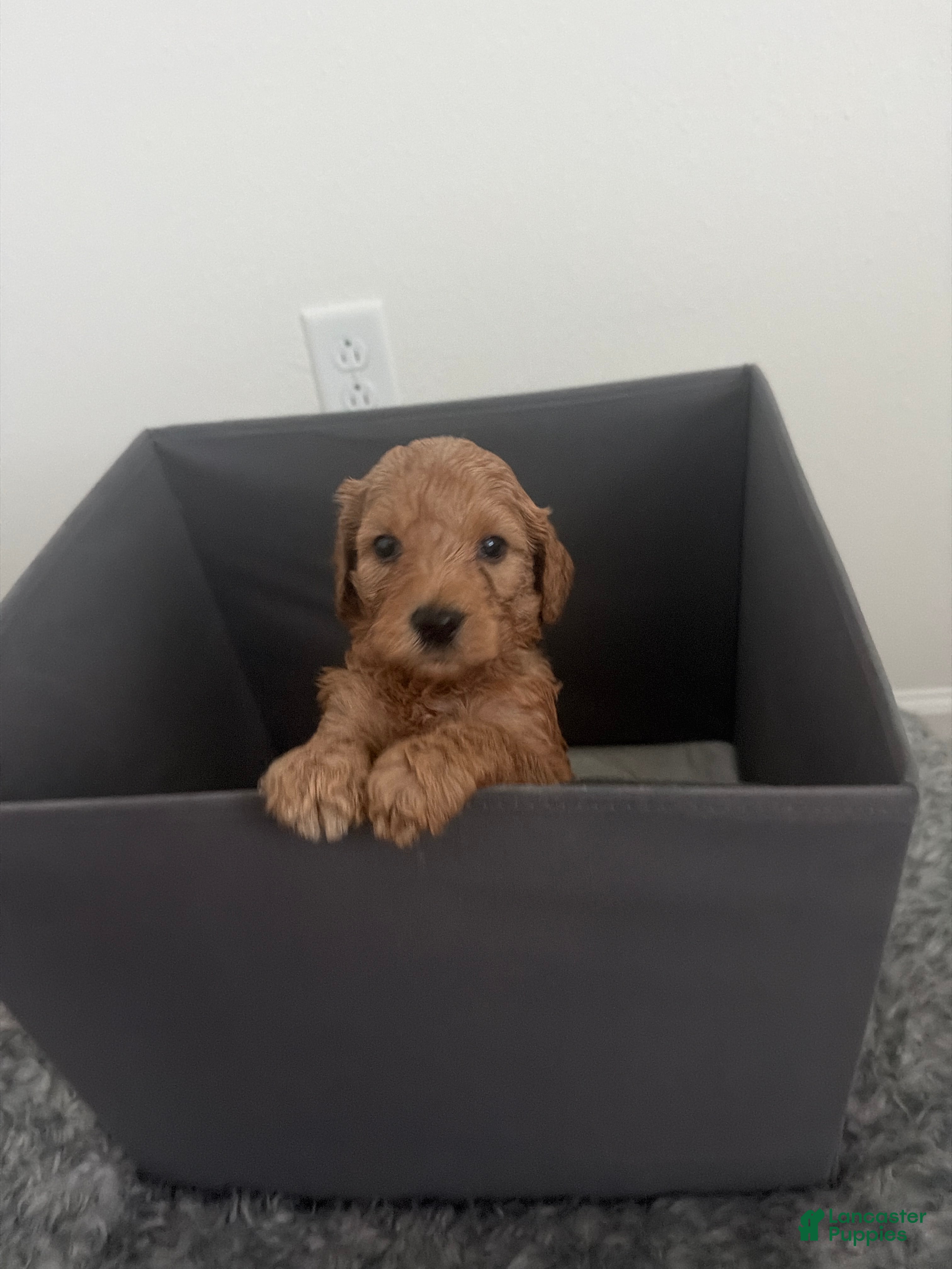 Goldendoodle dogs Goldendoodle (Chocolate Brown) - Ad 38