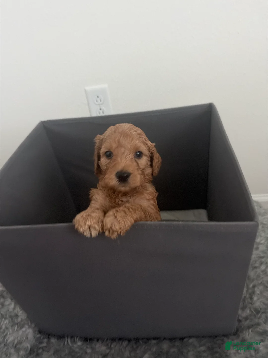 Goldendoodle dogs for sale: Goldendoodle (Chocolate Brown) - Ad 1