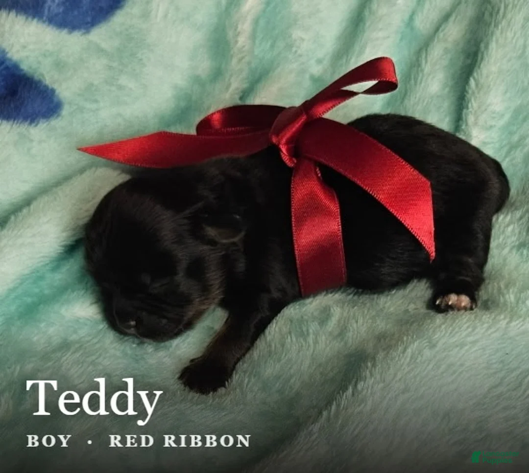 Shih Tzu dogs for sale: Teddy - Ad 1