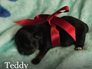 Shih Tzu dogs Teddy - Ad 36