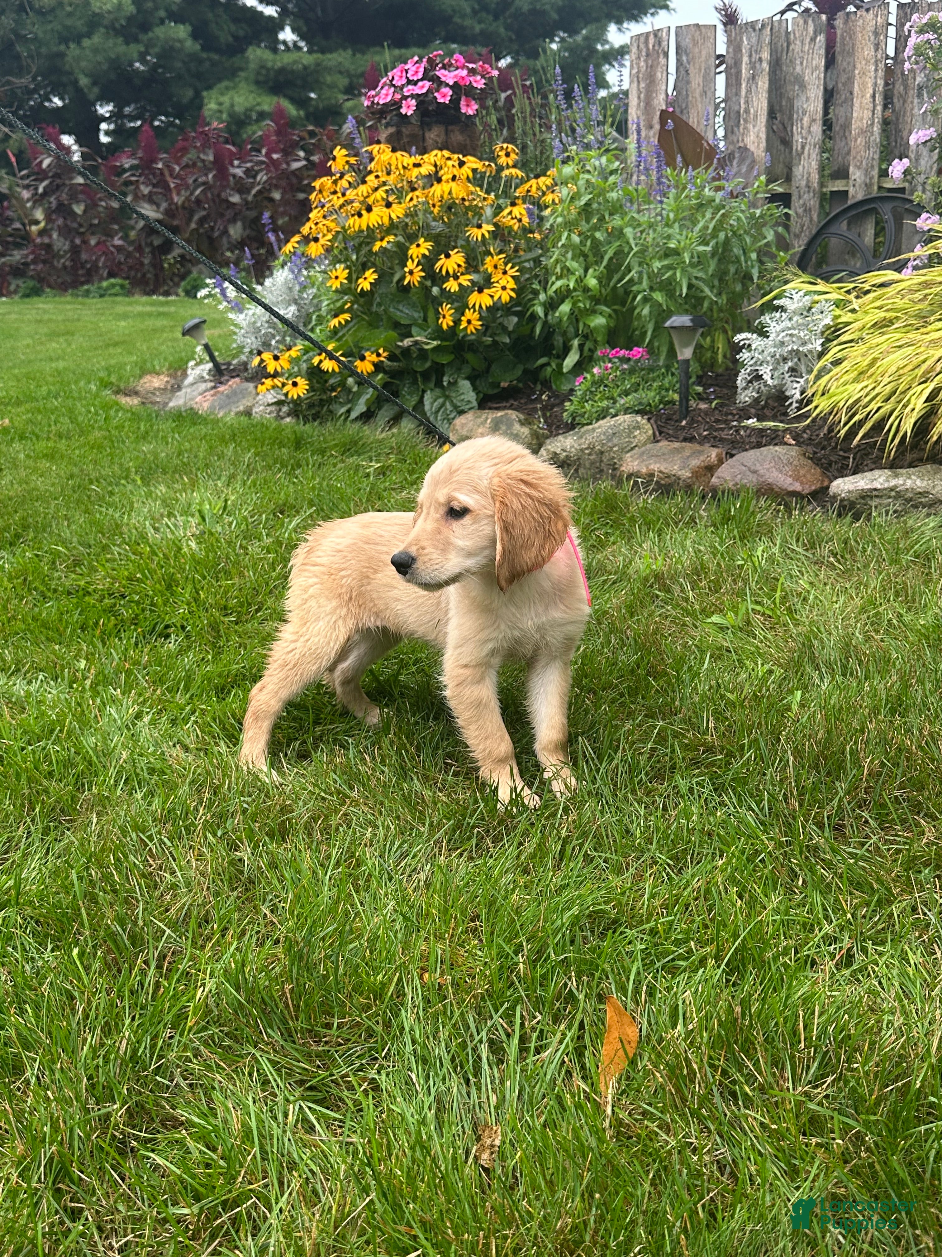Golden Retriever dogs Golden Retriever 4 - Ad 2
