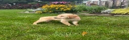 Golden Retriever dogs for sale: Golden Retriever 4 - Ad 2