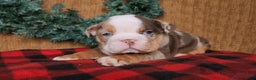 English Bulldog dogs for sale: Forrest - Ad 1