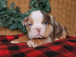 English Bulldog dogs Forrest - Ad 39