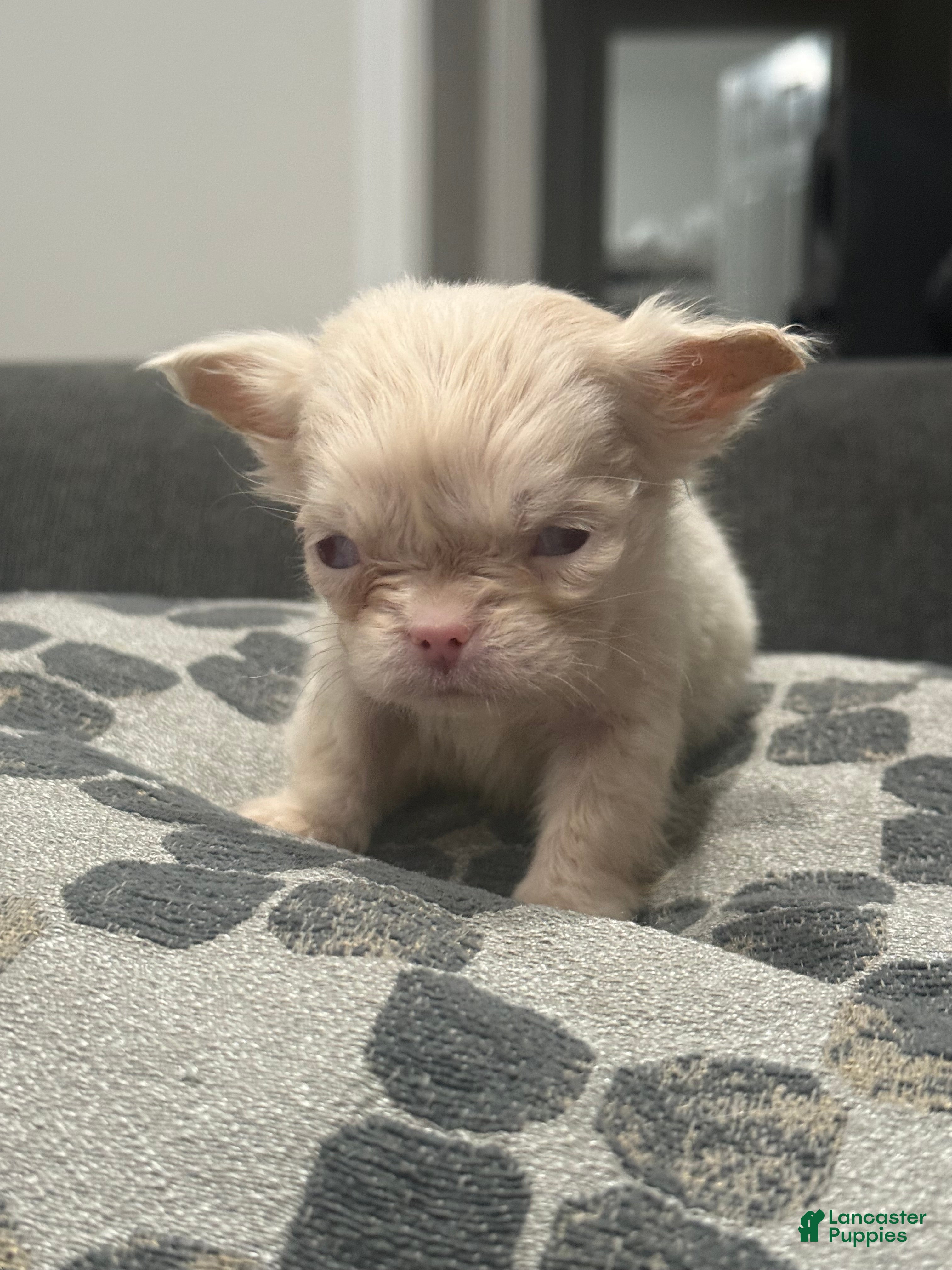 French Bulldog dogs  Ewok - Ad 2