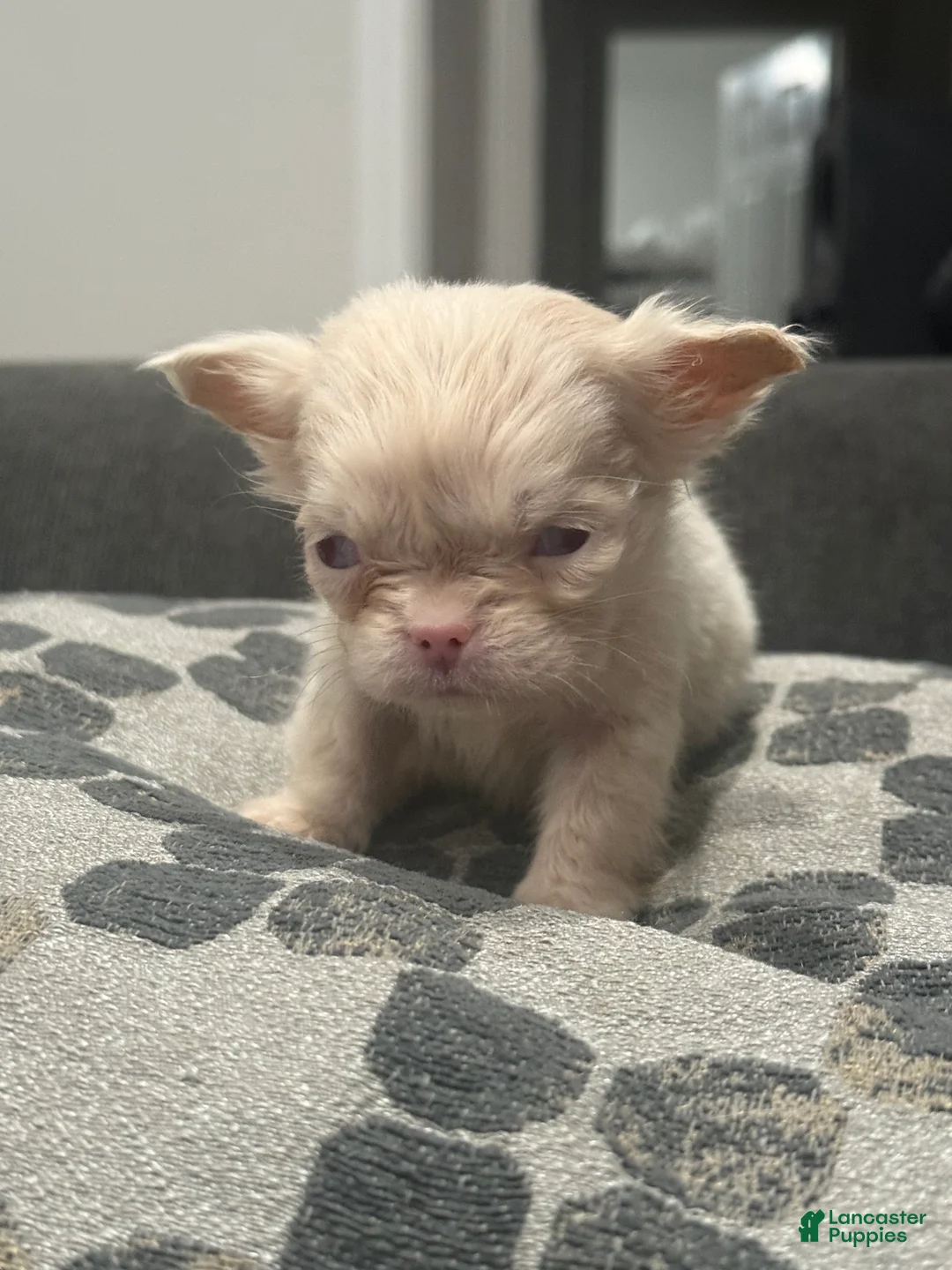 French Bulldog dogs for sale:  Ewok - Ad 2