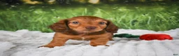 Miniature Dachshund dogs for sale: AKC Dillon - Ad 8