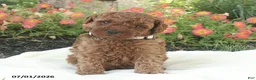 Miniature Poodle dogs for sale: Ranger - Ad 3