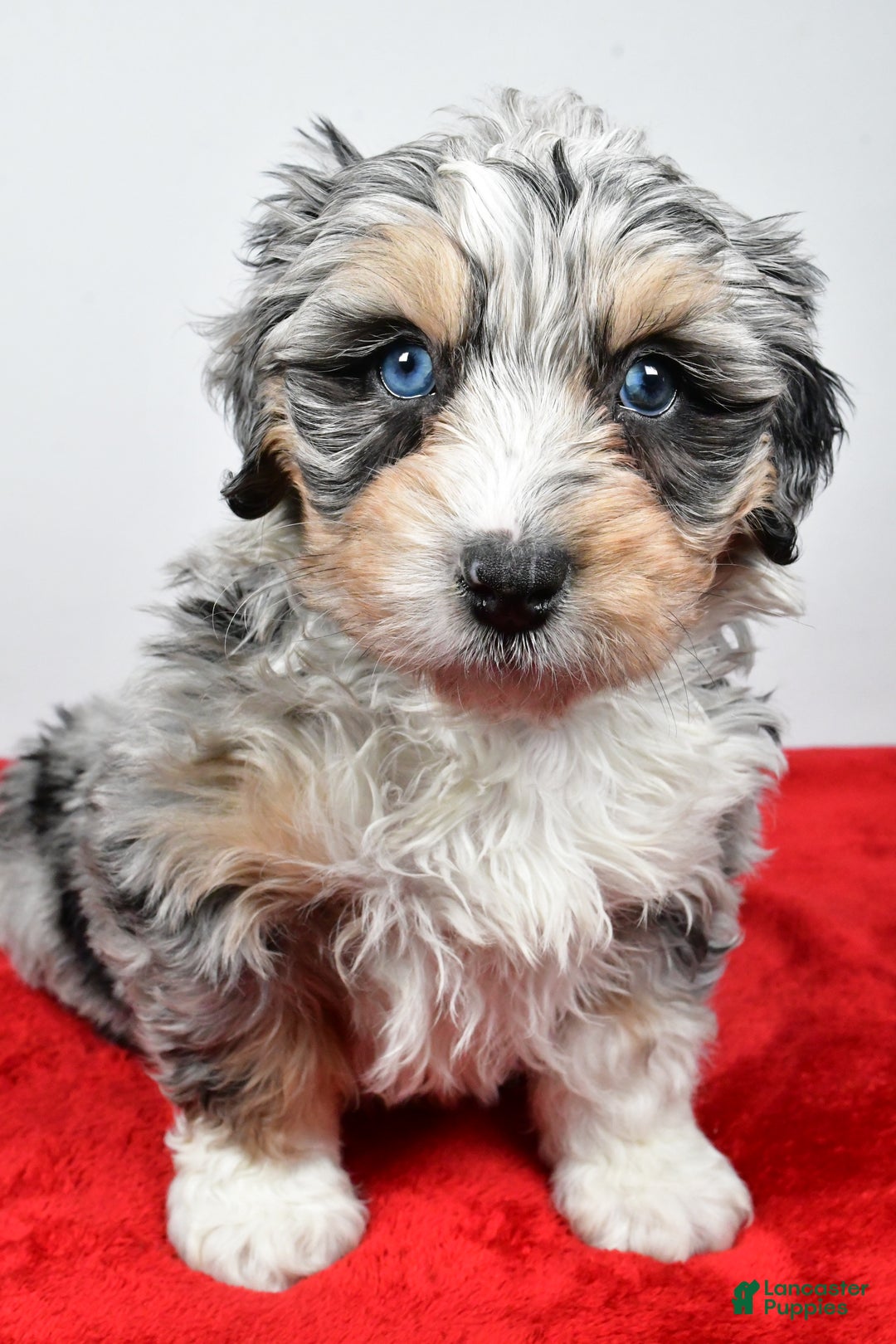 Mixed Breed dogs for sale: Mindy - Ad 2