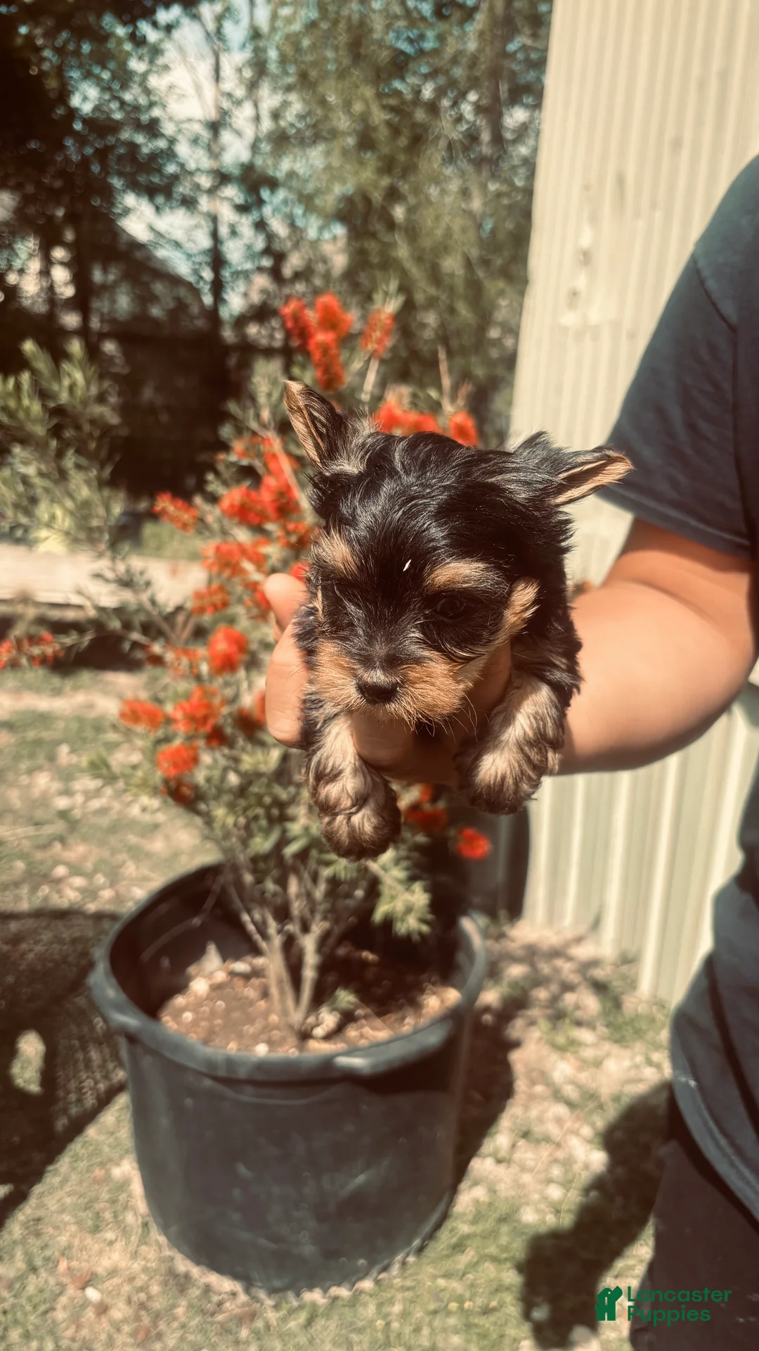 Yorkshire Terrier dogs for sale: Yorkshire Terrier Puppy 1 - Ad 1