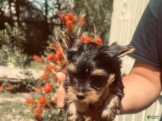 Yorkshire Terrier dogs Yorkshire Terrier Puppy 1 - Ad 22