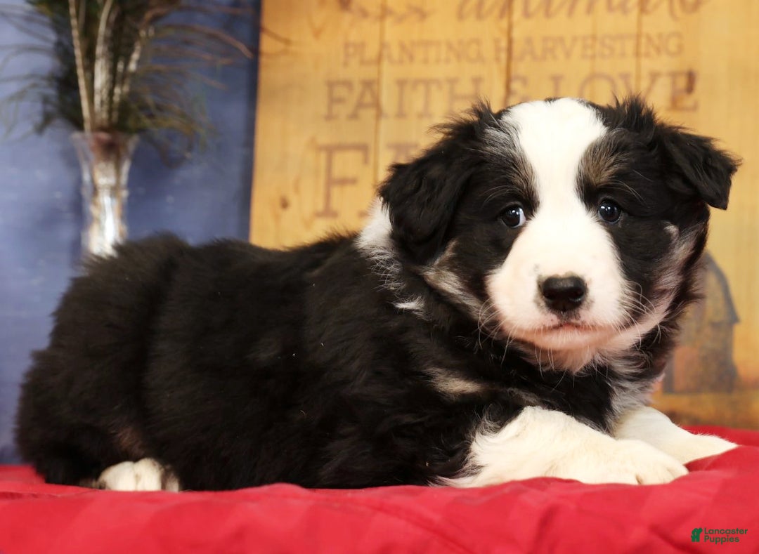 Miniature Australian Shepherd dogs for sale: Buster - Ad 2