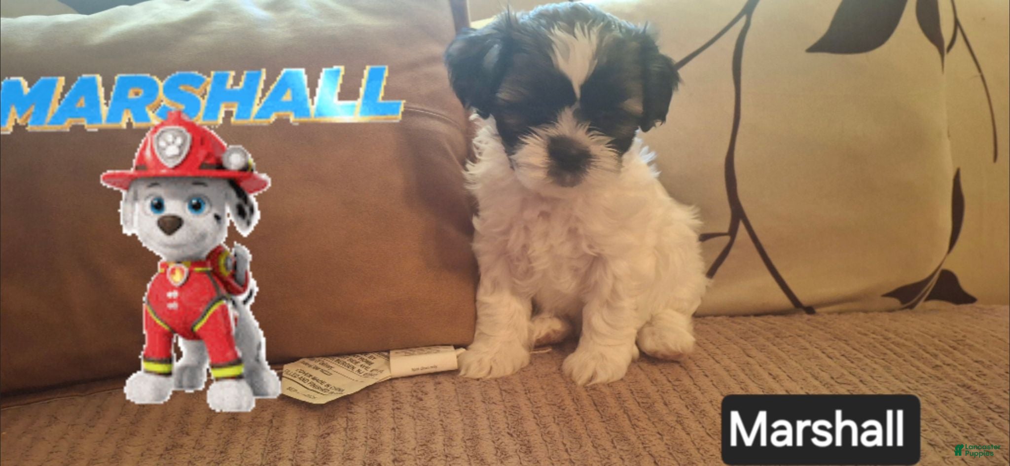Shih Tzu dogs Shih Tzu 3 - Ad 28