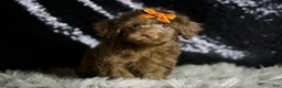 Yorkiepoo dogs for sale: choco - Ad 1