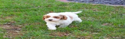 Cavapoo dogs for sale: Stellan  - Ad 2